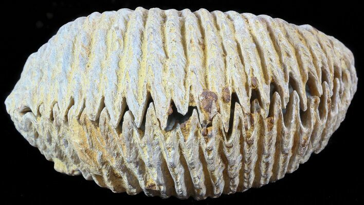 Cretaceous Fossil Oyster (Rastellum) - Madagascar #49882